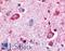 Dipeptidyl Peptidase Like 6 antibody, LS-A8279, Lifespan Biosciences, Immunohistochemistry frozen image 