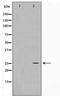 MOB Kinase Activator 1B antibody, TA347762, Origene, Western Blot image 