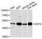 Growth Differentiation Factor 9 antibody, MBS127595, MyBioSource, Western Blot image 