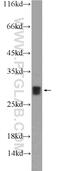 SH3 Domain Binding Glutamate Rich Protein antibody, 21161-1-AP, Proteintech Group, Western Blot image 