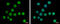 SERTA Domain Containing 2 antibody, GTX118746, GeneTex, Immunofluorescence image 
