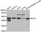 Basic Leucine Zipper Nuclear Factor 1 antibody, abx004923, Abbexa, Western Blot image 