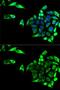 Glutamic-Oxaloacetic Transaminase 1 antibody, GTX54155, GeneTex, Immunofluorescence image 