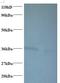 ATP Synthase F1 Subunit Delta antibody, LS-C210995, Lifespan Biosciences, Western Blot image 