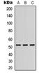 DMRT Like Family A1 antibody, LS-C354342, Lifespan Biosciences, Western Blot image 