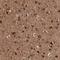 Tectonin Beta-Propeller Repeat Containing 2 antibody, NBP1-93642, Novus Biologicals, Immunohistochemistry frozen image 