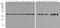 Beta-Actin antibody, A01263-HRP, Boster Biological Technology, Western Blot image 