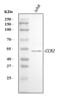 C-C Motif Chemokine Receptor 2 antibody, A00158-7, Boster Biological Technology, Western Blot image 