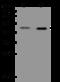 ESX Homeobox 1 antibody, 206854-T32, Sino Biological, Western Blot image 