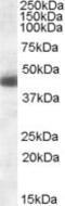 Kruppel Like Factor 15 antibody, ab2647, Abcam, Western Blot image 