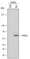 Zinc finger protein Helios antibody, MAB73091, R&D Systems, Western Blot image 