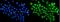 RNA Binding Motif Protein 47 antibody, A13214-1, Boster Biological Technology, Immunofluorescence image 