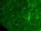 Claudin 11 antibody, 36-4500, Invitrogen Antibodies, Immunofluorescence image 