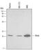 GTP-binding protein Rheb antibody, MAB3426, R&D Systems, Western Blot image 