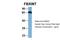 F-Box And WD Repeat Domain Containing 7 antibody, 30-283, ProSci, Western Blot image 