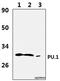 Spi-1 Proto-Oncogene antibody, GTX66691, GeneTex, Western Blot image 