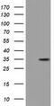 Geranylgeranyl Diphosphate Synthase 1 antibody, MBS533824, MyBioSource, Western Blot image 