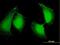 Osteoclast Stimulating Factor 1 antibody, H00026578-B01P, Novus Biologicals, Immunofluorescence image 