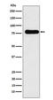 GRB2 Associated Binding Protein 1 antibody, M01989, Boster Biological Technology, Western Blot image 