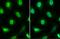 Forkhead Box O3 antibody, NBP2-16521, Novus Biologicals, Immunocytochemistry image 
