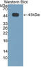 IL-4 antibody, LS-C314369, Lifespan Biosciences, Western Blot image 