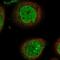 PHD Finger Protein 20 antibody, NBP1-88309, Novus Biologicals, Immunofluorescence image 