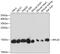 Ribosomal Protein L30 antibody, 15-152, ProSci, Western Blot image 