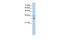 Forkhead Box Q1 antibody, PA5-40772, Invitrogen Antibodies, Western Blot image 