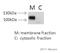 ATPase Na+/K+ Transporting Subunit Alpha 1 antibody, ab7671, Abcam, Western Blot image 