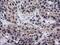 DnaJ Heat Shock Protein Family (Hsp40) Member B1 antibody, MA5-25362, Invitrogen Antibodies, Immunohistochemistry frozen image 