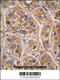 Aldo-Keto Reductase Family 1 Member A1 antibody, MBS9200684, MyBioSource, Immunohistochemistry frozen image 