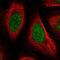 Peptidylprolyl Isomerase E antibody, PA5-64978, Invitrogen Antibodies, Immunofluorescence image 