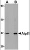 Aryl Hydrocarbon Receptor Interacting Protein Like 1 antibody, orb89207, Biorbyt, Western Blot image 