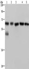 Nucleoporin 62 antibody, CSB-PA041313, Cusabio, Western Blot image 