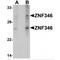 Zinc Finger Protein 346 antibody, MBS151459, MyBioSource, Western Blot image 