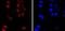 PMS1 Homolog 2, Mismatch Repair System Component antibody, A01028-3, Boster Biological Technology, Immunocytochemistry image 