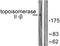 DNA Topoisomerase II Beta antibody, LS-C118622, Lifespan Biosciences, Western Blot image 