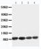 Apelin antibody, LS-C312659, Lifespan Biosciences, Western Blot image 