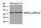 Protein Kinase AMP-Activated Catalytic Subunit Alpha 1 antibody, MBS9407661, MyBioSource, Western Blot image 