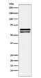 Nucleosome Assembly Protein 1 Like 1 antibody, M05100, Boster Biological Technology, Western Blot image 