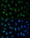 Growth Arrest And DNA Damage Inducible Alpha antibody, 14-137, ProSci, Immunofluorescence image 