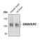 Gamma-Aminobutyric Acid Type B Receptor Subunit 2 antibody, PA5-17035, Invitrogen Antibodies, Western Blot image 