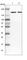 Eukaryotic Translation Initiation Factor 3 Subunit A antibody, HPA038315, Atlas Antibodies, Western Blot image 