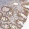 NEDD4 Like E3 Ubiquitin Protein Ligase antibody, NBP1-81508, Novus Biologicals, Immunohistochemistry paraffin image 