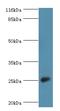 Calneuron 1 antibody, MBS7001137, MyBioSource, Western Blot image 