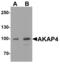 Akap82 antibody, MBS153720, MyBioSource, Western Blot image 