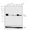 Transcription Factor 7 antibody, MA5-14965, Invitrogen Antibodies, Western Blot image 