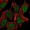 GATA Zinc Finger Domain Containing 1 antibody, PA5-67262, Invitrogen Antibodies, Immunofluorescence image 