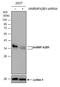 Heterogeneous Nuclear Ribonucleoprotein A2/B1 antibody, NBP2-16864, Novus Biologicals, Western Blot image 