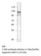Natriuretic Peptide Receptor 1 antibody, MBS540089, MyBioSource, Western Blot image 